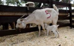 Foto de la galería: Campo, remate y encuentro en La Armonía