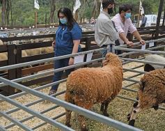 Foto de la galería: Campo, remate y encuentro en La Armonía