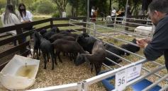 Foto de la galería: Campo, remate y encuentro en La Armonía
