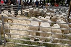 Foto de la galería: Campo, remate y encuentro en La Armonía