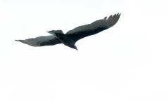 Foto de la galería: Escapada a Puerto Iguazú