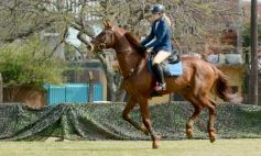 Foto de la galería: Torneo de equitación en el campo hípico del Ejército Argentino en Posadas