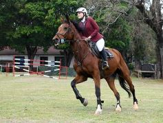 Foto de la galería: Torneo de equitación en el campo hípico del Ejército Argentino en Posadas