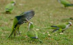 Foto de la galería: Golf, celebración y encuentro familiar en un activo fin de semana largo en el Tacurú