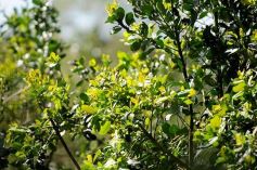 Foto de la galería: Granja Tierra Colorada, emprendimiento y producción con sello misionero