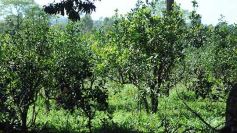 Foto de la galería: Granja Tierra Colorada, emprendimiento y producción con sello misionero