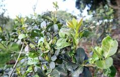 Foto de la galería: Granja Tierra Colorada, emprendimiento y producción con sello misionero