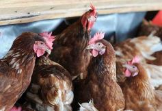 Foto de la galería: Granja Tierra Colorada, emprendimiento y producción con sello misionero