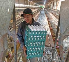 Foto de la galería: Granja Tierra Colorada, emprendimiento y producción con sello misionero