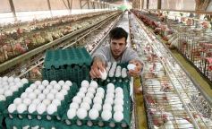 Foto de la galería: Granja Tierra Colorada, emprendimiento y producción con sello misionero
