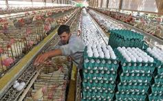 Foto de la galería: Granja Tierra Colorada, emprendimiento y producción con sello misionero