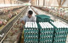 Foto de la galería: Granja Tierra Colorada, emprendimiento y producción con sello misionero