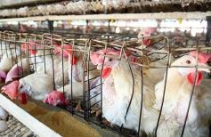 Foto de la galería: Granja Tierra Colorada, emprendimiento y producción con sello misionero