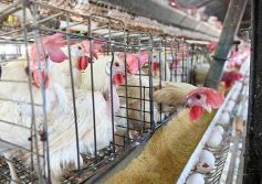 Foto de la galería: Granja Tierra Colorada, emprendimiento y producción con sello misionero