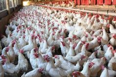 Foto de la galería: Granja Tierra Colorada, emprendimiento y producción con sello misionero