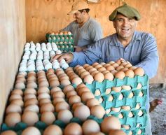 Foto de la galería: Granja Tierra Colorada, emprendimiento y producción con sello misionero