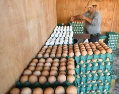 Foto de la galería: Granja Tierra Colorada, emprendimiento y producción con sello misionero