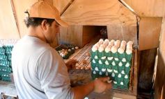 Foto de la galería: Granja Tierra Colorada, emprendimiento y producción con sello misionero