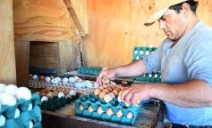 Foto de la galería: Granja Tierra Colorada, emprendimiento y producción con sello misionero