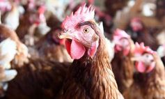 Foto de la galería: Granja Tierra Colorada, emprendimiento y producción con sello misionero