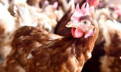 Foto de la galería: Granja Tierra Colorada, emprendimiento y producción con sello misionero