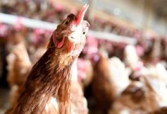 Foto de la galería: Granja Tierra Colorada, emprendimiento y producción con sello misionero