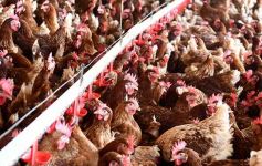 Foto de la galería: Granja Tierra Colorada, emprendimiento y producción con sello misionero