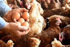 Foto de la galería: Granja Tierra Colorada, emprendimiento y producción con sello misionero