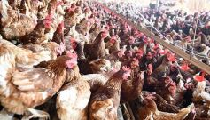 Foto de la galería: Granja Tierra Colorada, emprendimiento y producción con sello misionero