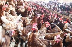 Foto de la galería: Granja Tierra Colorada, emprendimiento y producción con sello misionero