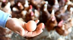 Foto de la galería: Granja Tierra Colorada, emprendimiento y producción con sello misionero