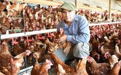 Foto de la galería: Granja Tierra Colorada, emprendimiento y producción con sello misionero