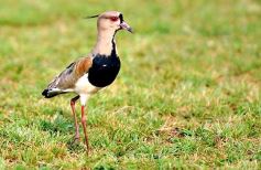 Foto de la galería: Mitre se impuso por penales y logró el pase a semifinales del Torneo Clasificatorio