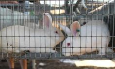 Foto de la galería: Producción y cría de conejos, una apuesta al trabajo y rentabilidad en Posadas