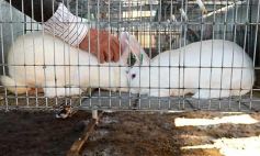 Foto de la galería: Producción y cría de conejos, una apuesta al trabajo y rentabilidad en Posadas