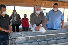 Foto de la galería: Producción y cría de conejos, una apuesta al trabajo y rentabilidad en Posadas