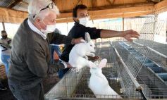 Foto de la galería: Producción y cría de conejos, una apuesta al trabajo y rentabilidad en Posadas