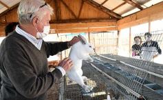 Foto de la galería: Producción y cría de conejos, una apuesta al trabajo y rentabilidad en Posadas
