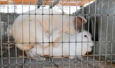 Foto de la galería: Producción y cría de conejos, una apuesta al trabajo y rentabilidad en Posadas