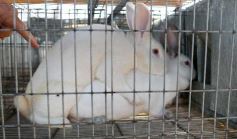 Foto de la galería: Producción y cría de conejos, una apuesta al trabajo y rentabilidad en Posadas