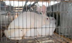 Foto de la galería: Producción y cría de conejos, una apuesta al trabajo y rentabilidad en Posadas