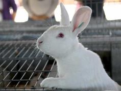 Foto de la galería: Producción y cría de conejos, una apuesta al trabajo y rentabilidad en Posadas
