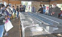 Foto de la galería: Producción y cría de conejos, una apuesta al trabajo y rentabilidad en Posadas