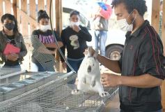 Foto de la galería: Producción y cría de conejos, una apuesta al trabajo y rentabilidad en Posadas
