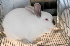 Foto de la galería: Producción y cría de conejos, una apuesta al trabajo y rentabilidad en Posadas