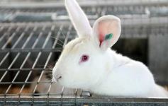 Foto de la galería: Producción y cría de conejos, una apuesta al trabajo y rentabilidad en Posadas