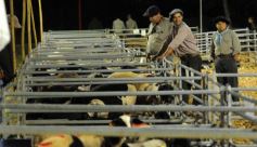 Foto de la galería: Productores, familias y amigos disfrutaron del Remate Nocturno en Dos de Mayo