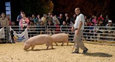Foto de la galería: Productores, familias y amigos disfrutaron del Remate Nocturno en Dos de Mayo