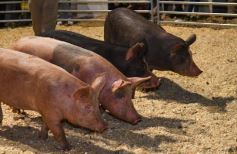 Foto de la galería: Productores, familias y amigos disfrutaron del Remate Nocturno en Dos de Mayo
