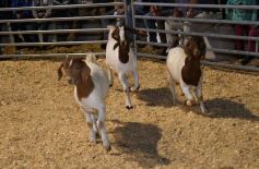 Foto de la galería: Productores, familias y amigos disfrutaron del Remate Nocturno en Dos de Mayo